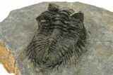 Bargain, Coltraneia Trilobite Fossil - Huge Faceted Eyes #225322-5